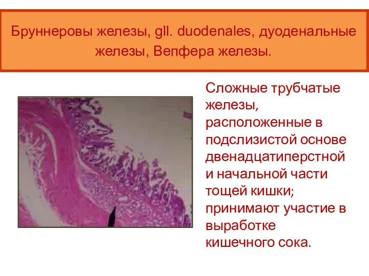 Сложные трубчатые железы, расположенные в подслизистой основе двенадцатиперстной и начальной части