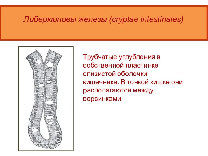 6 Либеркюновы железы (cryptae intestinales) Трубчатые углубления в собственной пластинке слизистой