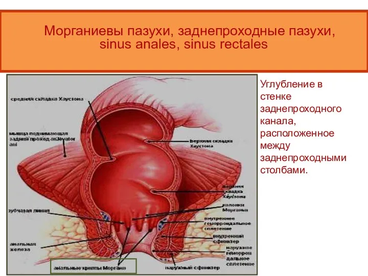 Морганиевы пазухи, заднепроходные пазухи, sinus anales, sinus rectales Углубление в стенке