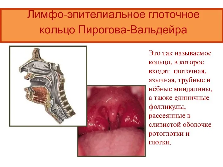 Лимфо-эпителиальное глоточное кольцо Пирогова-Вальдейра Это так называемое кольцо, в которое входят