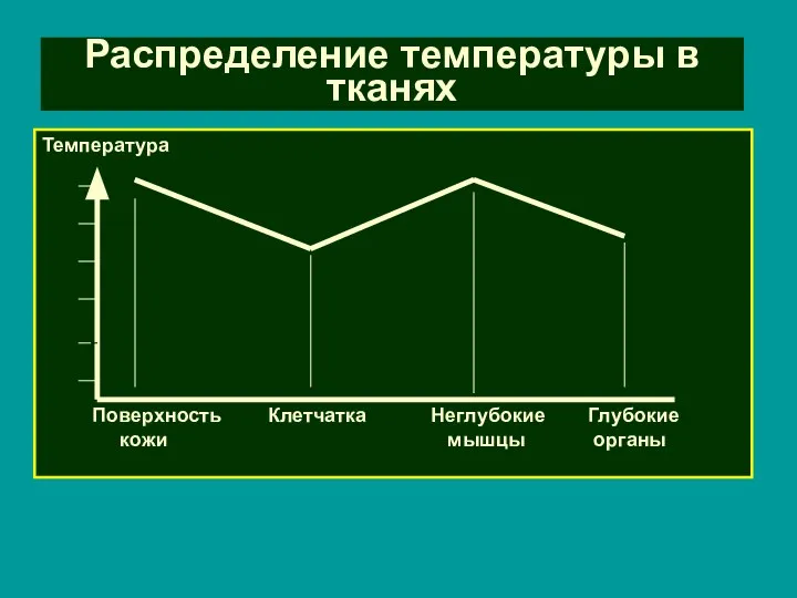 Распределение температуры в тканях Температура Поверхность кожи Клетчатка Неглубокие мышцы Глубокие органы