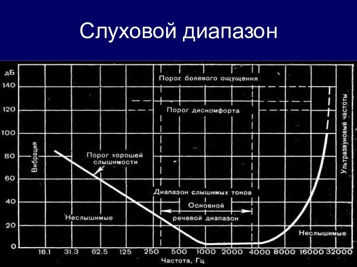 Слуховой диапазон