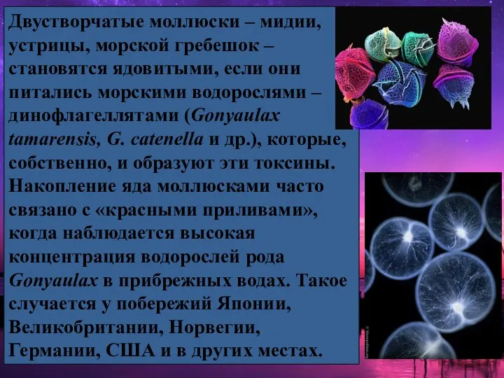 Двустворчатые моллюски – мидии, устрицы, морской гребешок – становятся ядовитыми, если