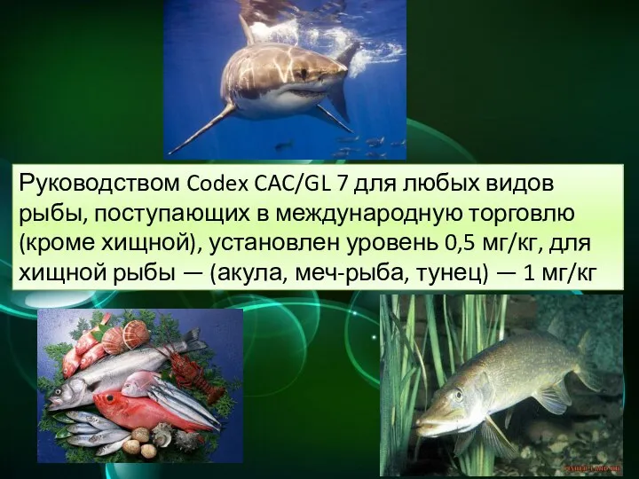 Руководством Codex CAC/GL 7 для любых видов рыбы, поступающих в международную