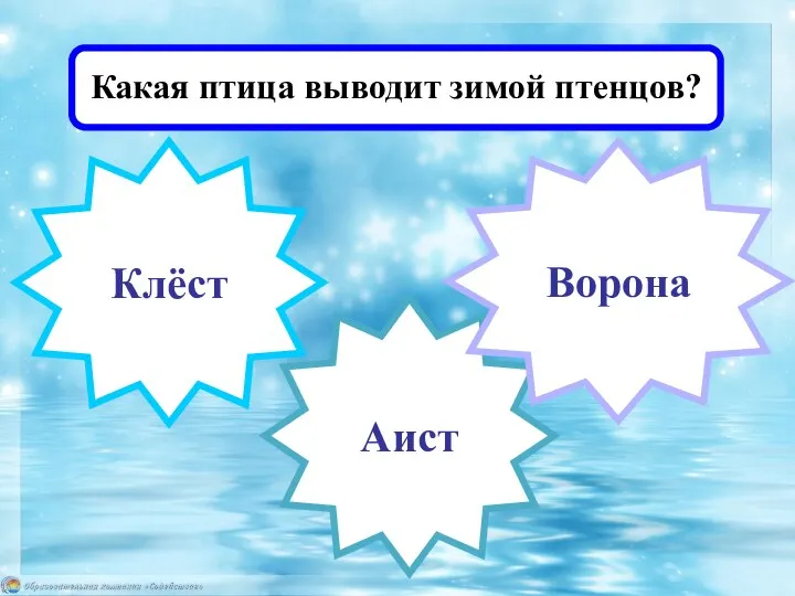 Аист Клёст Ворона Какая птица выводит зимой птенцов?