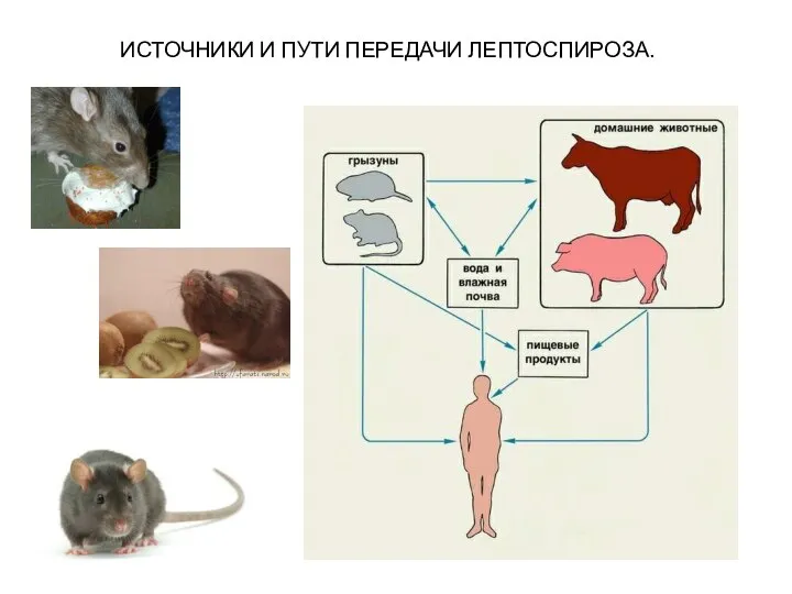 ИСТОЧНИКИ И ПУТИ ПЕРЕДАЧИ ЛЕПТОСПИРОЗА.