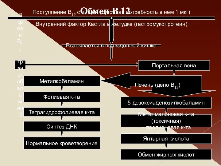 Нормальное кроветворение Обмен жирных кислот Метилкобаламин Поступление В12 с пищей (суточная