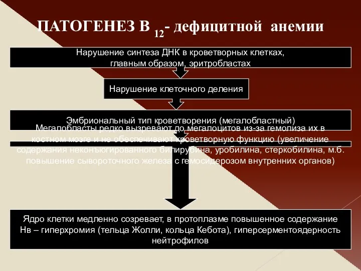 Нарушение синтеза ДНК в кроветворных клетках, главным образом, эритробластах Нарушение клеточного