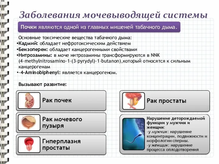 Заболевания мочевыводящей системы Основные токсические вещества табачного дыма: Кадмий: обладает нефротоксическим