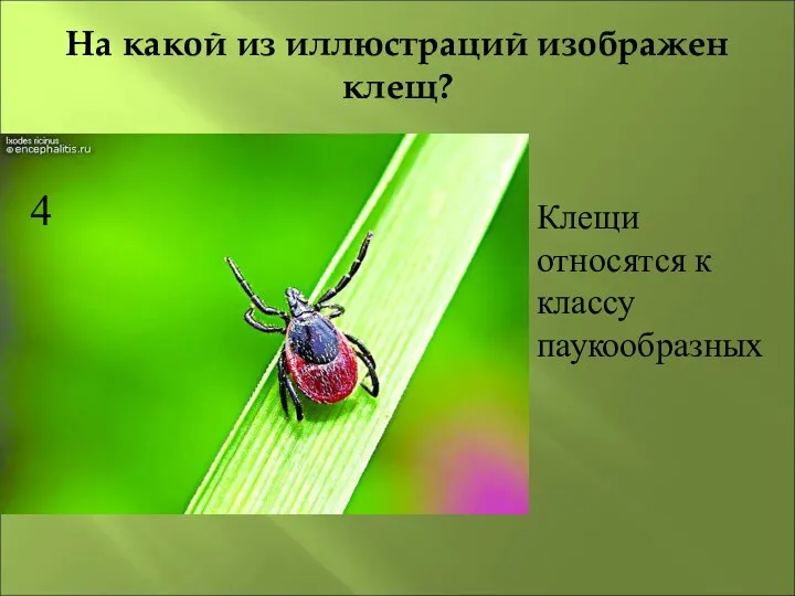 На какой из иллюстраций изображен клещ? 4 Клещи относятся к классу паукообразных