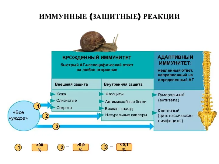 ВРОЖДЕННЫЙ ИММУНИТЕТ быстрый АГ-неспецифический ответ на любое вторжение АДАПТИВНЫЙ ИММУНИТЕТ: медленный