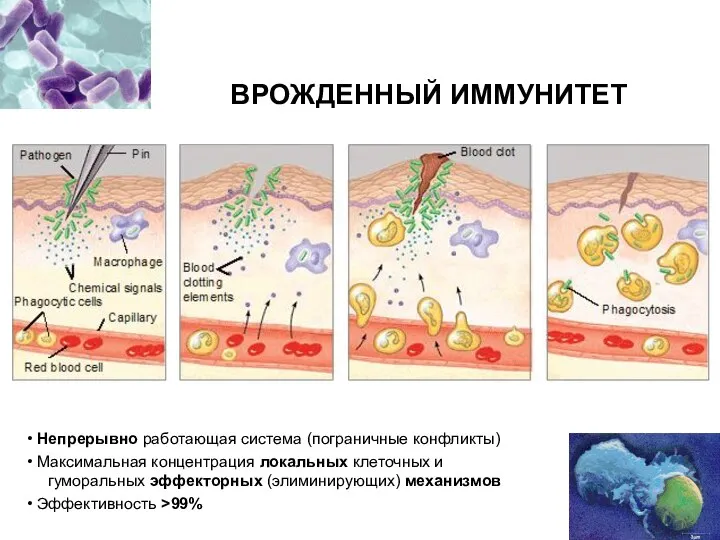 Непрерывно работающая система (пограничные конфликты) Максимальная концентрация локальных клеточных и гуморальных