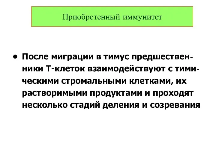 После миграции в тимус предшествен-ники Т-клеток взаимодействуют с тими-ческими стромальными клетками,