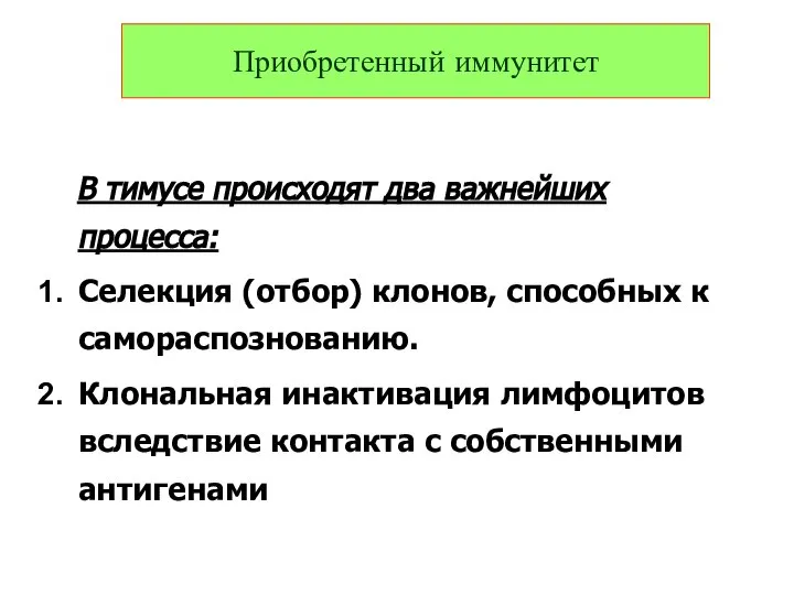 В тимусе происходят два важнейших процесса: Селекция (отбор) клонов, способных к