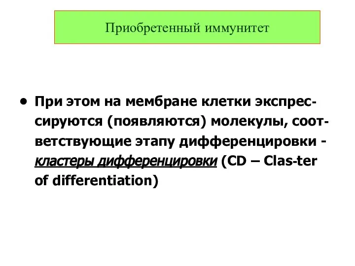 При этом на мембране клетки экспрес-сируются (появляются) молекулы, соот-ветствующие этапу дифференцировки