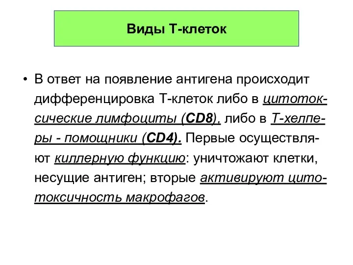 Виды Т-клеток В ответ на появление антигена происходит дифференцировка Т-клеток либо