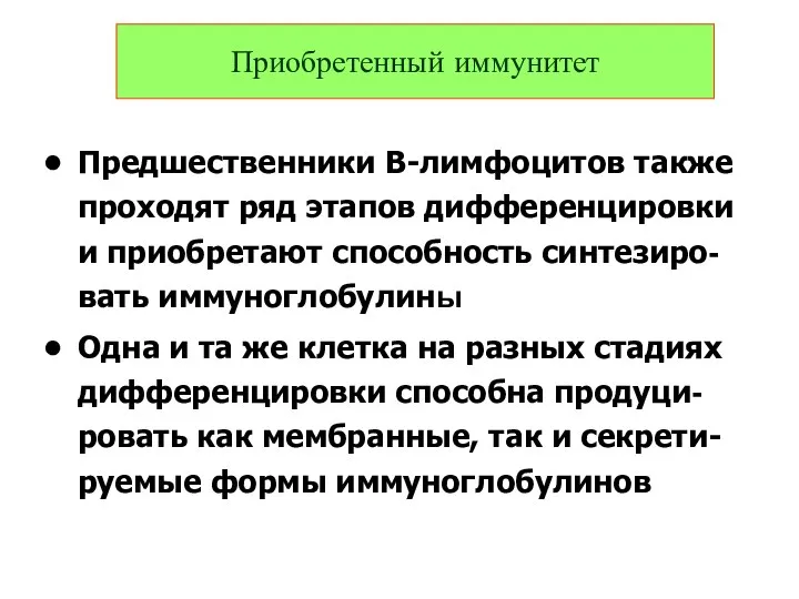 Предшественники В-лимфоцитов также проходят ряд этапов дифференцировки и приобретают способность синтезиро-вать