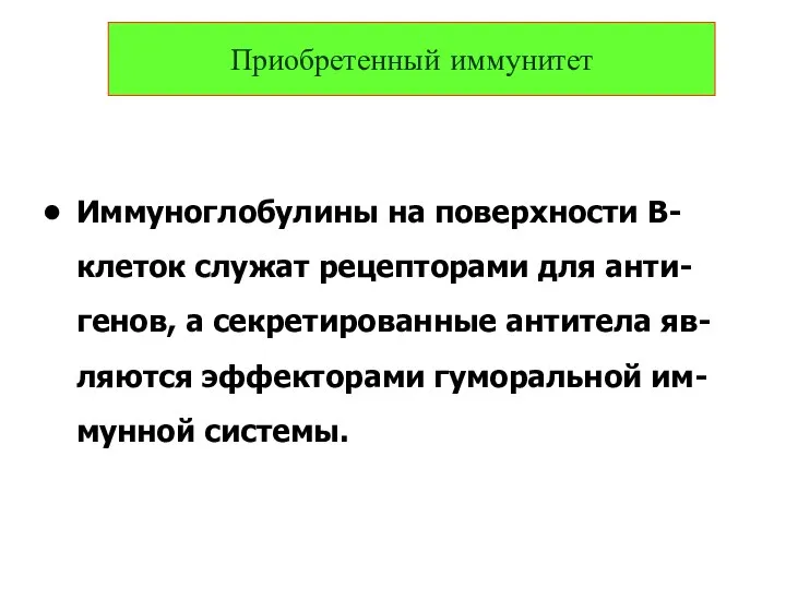 Иммуноглобулины на поверхности В-клеток служат рецепторами для анти-генов, а секретированные антитела