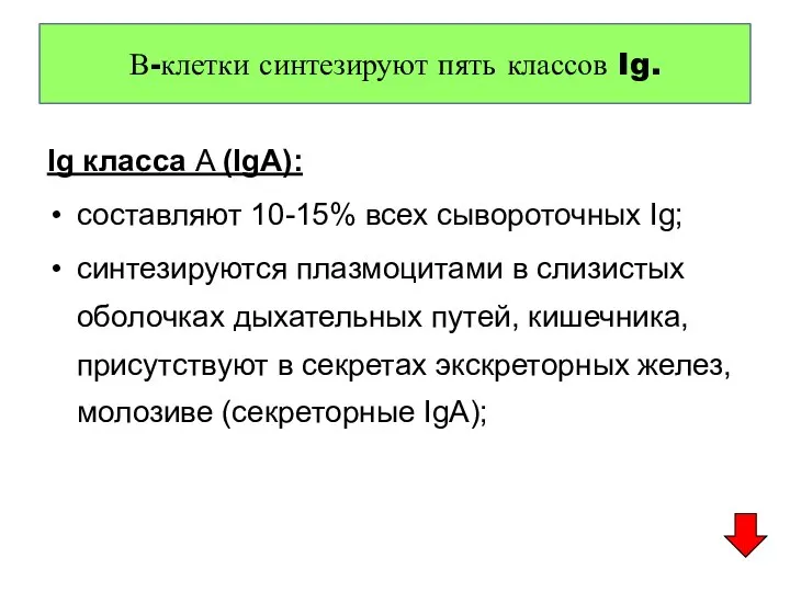 Ig класса A (IgA): составляют 10-15% всех сывороточных Ig; синтезируются плазмоцитами