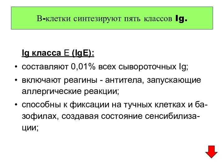 Ig класса Е (IgE): составляют 0,01% всех сывороточных Ig; включают реагины