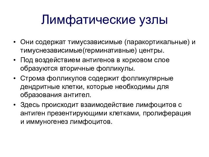 Лимфатические узлы Они содержат тимусзависимые (паракортикальные) и тимуснезависимые(герминативные) центры. Под воздействием