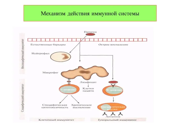 Механизм действия иммунной системы