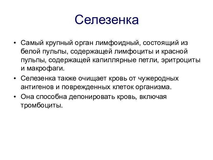 Селезенка Самый крупный орган лимфоидный, состоящий из белой пульпы, содержащей лимфоциты