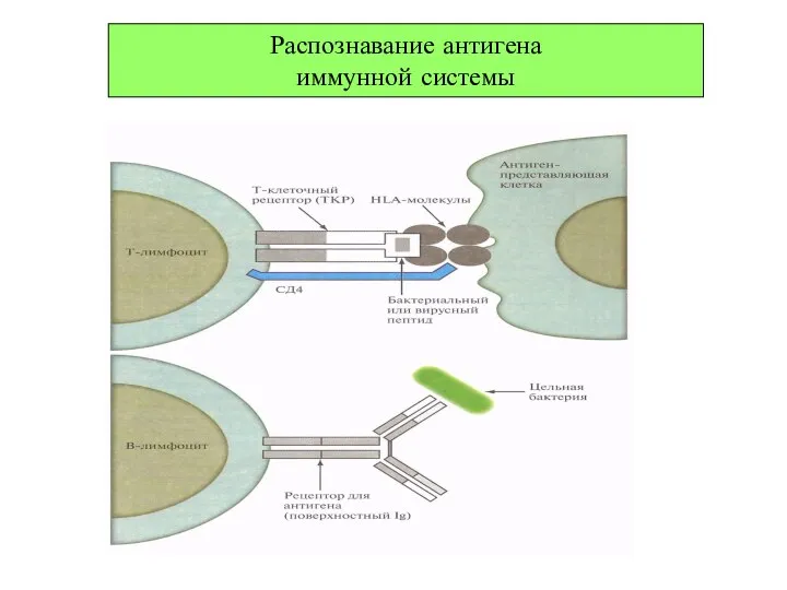 Распознавание антигена иммунной системы