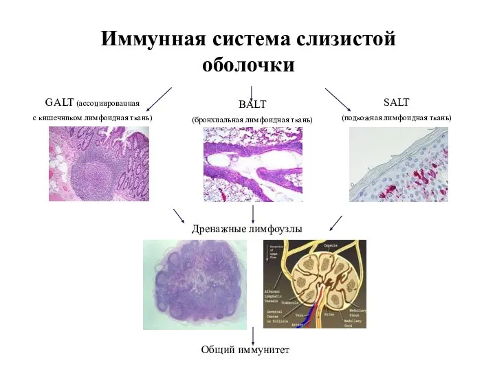 Иммунная система слизистой оболочки SALT (подкожная лимфоидная ткань) GALT (ассоциированная с