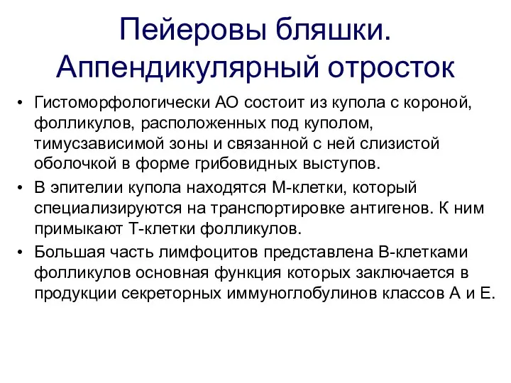 Пейеровы бляшки. Аппендикулярный отросток Гистоморфологически АО состоит из купола с короной,