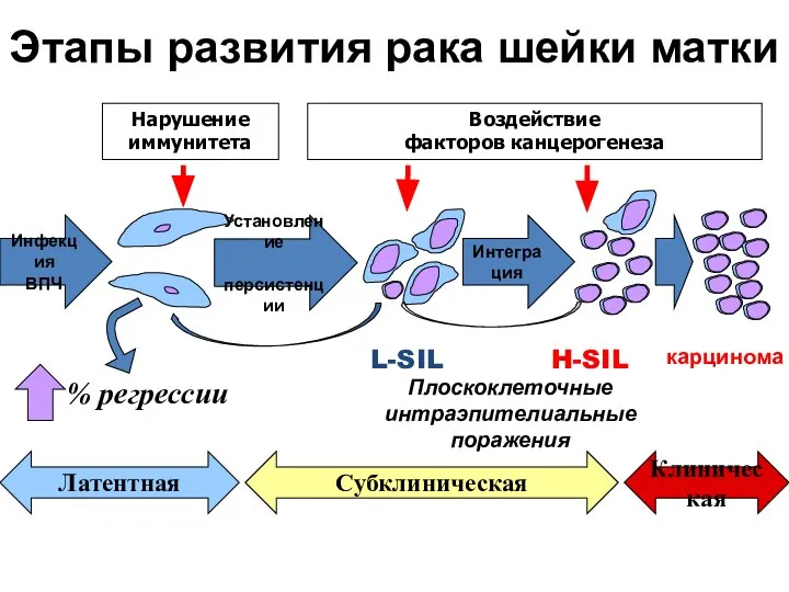 Нарушение иммунитета Воздействие факторов канцерогенеза Инфекция ВПЧ Плоскоклеточные интраэпителиальные поражения L-SIL
