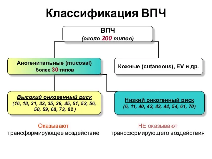 Классификация ВПЧ ВПЧ (около 200 типов) Аногенитальные (mucosal) более 30 типов