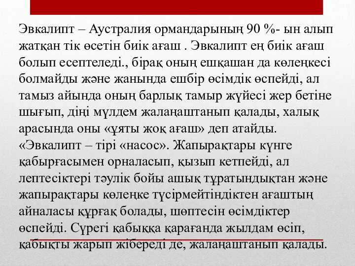 Эвкалипт – Аустралия ормандарының 90 %- ын алып жатқан тік өсетін