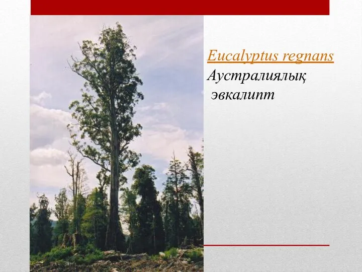 Eucalyptus regnans Аустралиялық эвкалипт