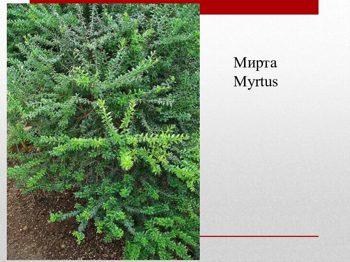 Мирта Myrtus