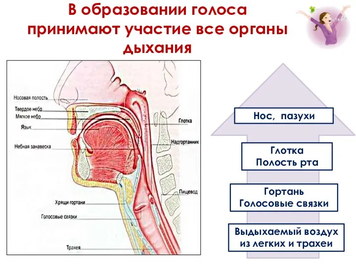 Выдыхаемый воздух из легких и трахеи Гортань Голосовые связки Нос, пазухи