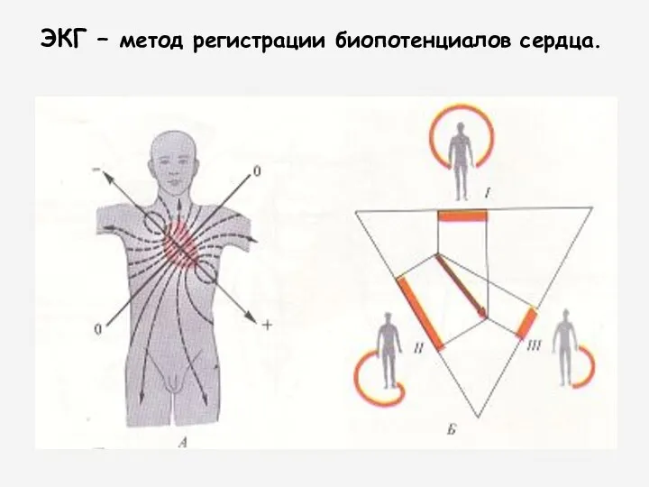 ЭКГ – метод регистрации биопотенциалов сердца.