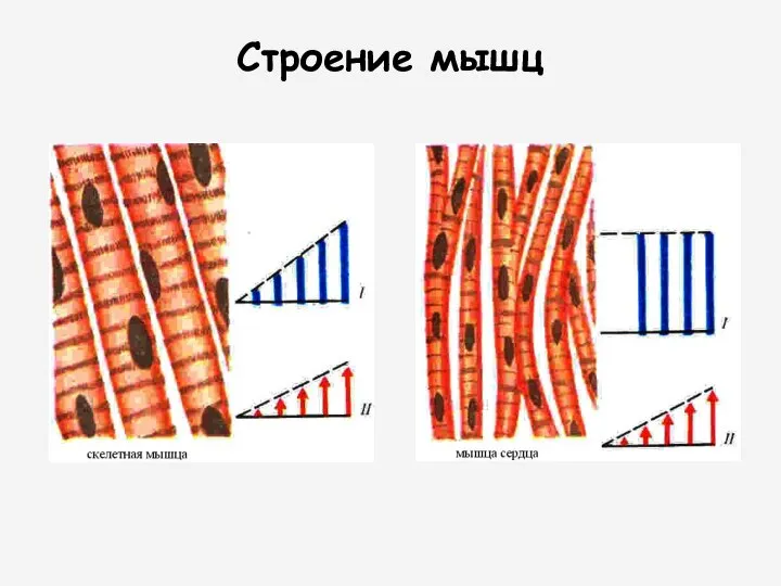 Строение мышц