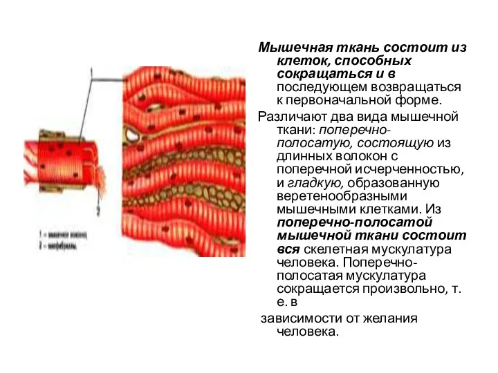 Мышечная ткань состоит из клеток, способных сокращаться и в последующем возвращаться