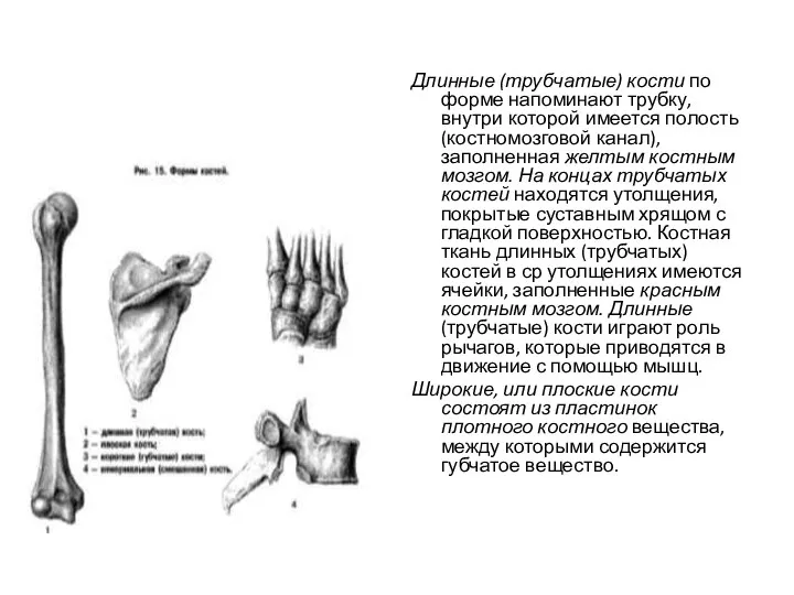 Длинные (трубчатые) кости по форме напоминают трубку, внутри которой имеется полость