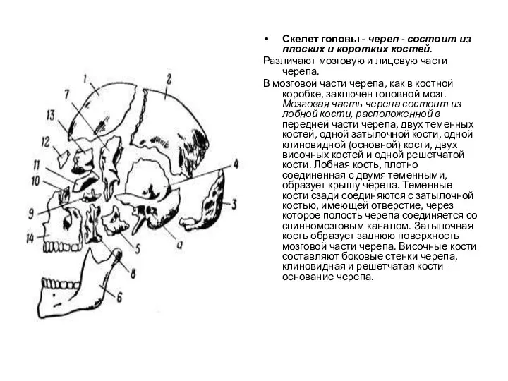 Скелет головы - череп - состоит из плоских и коротких костей.