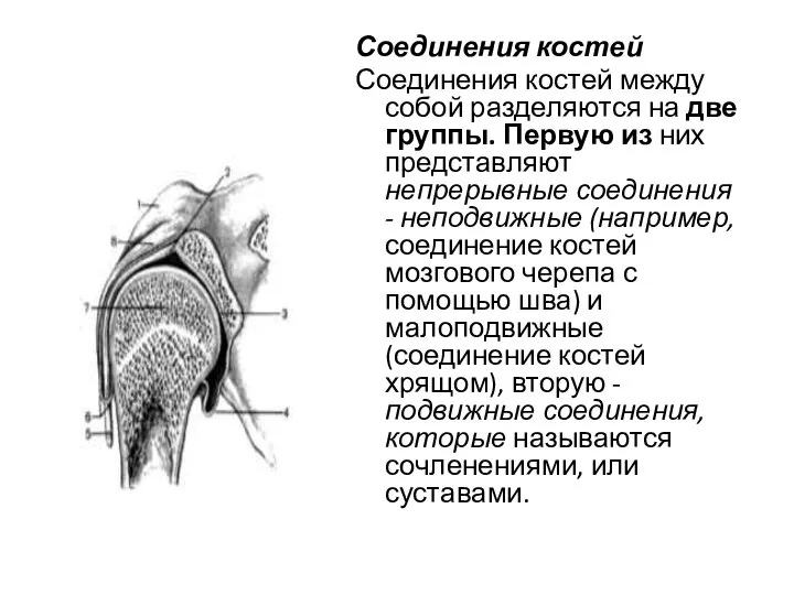 Соединения костей Соединения костей между собой разделяются на две группы. Первую