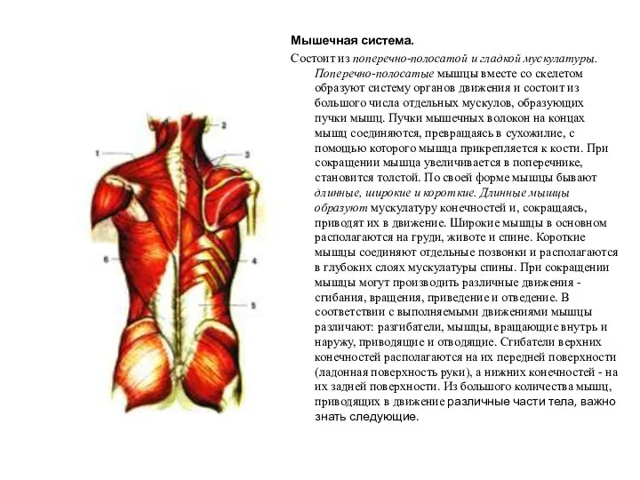 Мышечная система. Состоит из поперечно-полосатой и гладкой мускулатуры. Поперечно-полосатые мышцы вместе