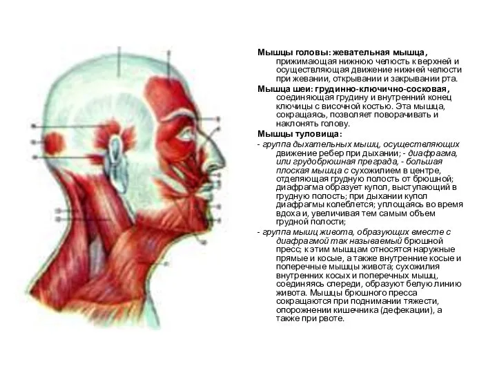 Мышцы головы: жевательная мышца, прижимающая нижнюю челюсть к верхней и осуществляющая