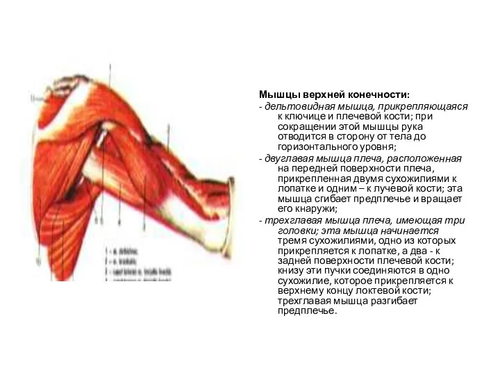 Мышцы верхней конечности: - дельтовидная мышца, прикрепляющаяся к ключице и плечевой