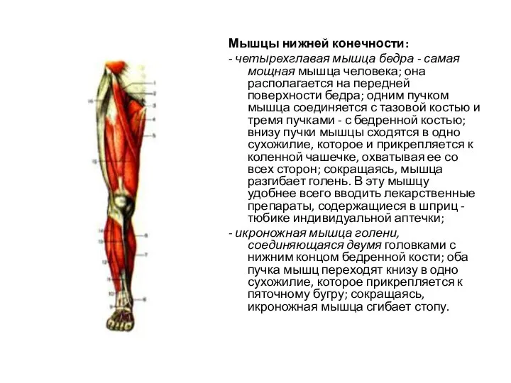 Мышцы нижней конечности: - четырехглавая мышца бедра - самая мощная мышца