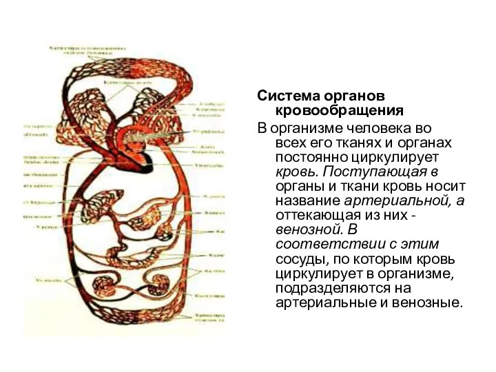 Система органов кровообращения В организме человека во всех его тканях и