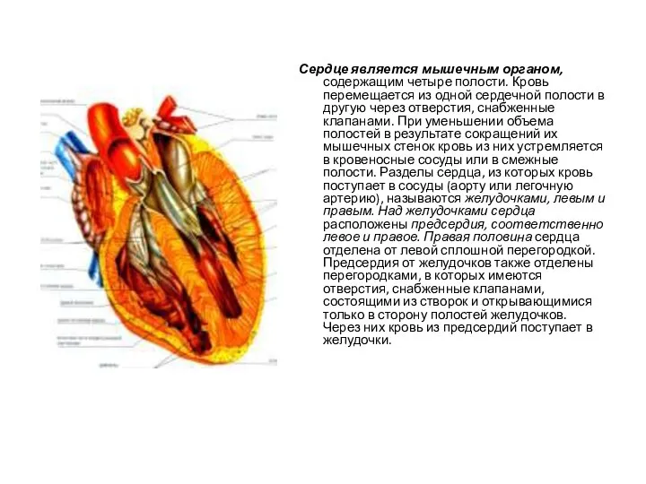 Сердце является мышечным органом, содержащим четыре полости. Кровь перемещается из одной