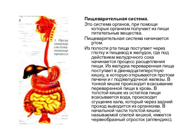 Пищеварительная система. Это система органов, при помощи которых организм получает из