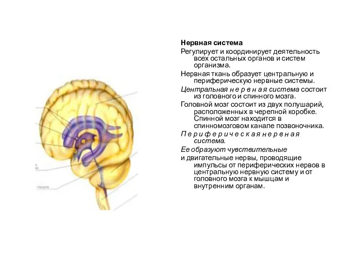 Нервная система Регулирует и координирует деятельность всех остальных органов и систем